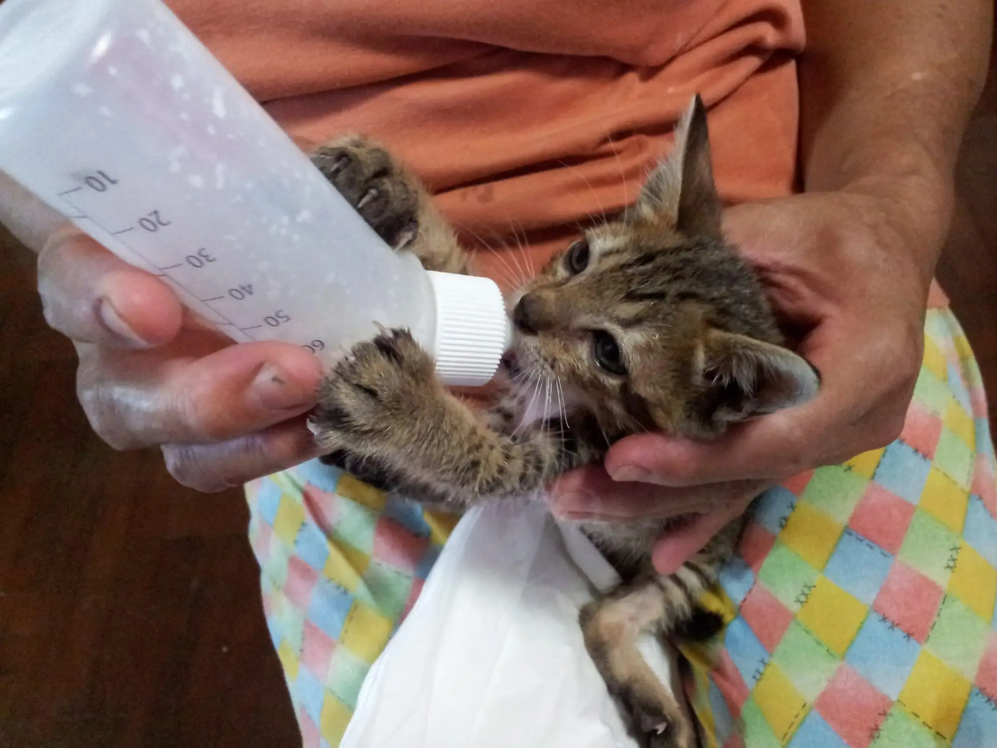 Tiger as a kitten, being bottle-fed