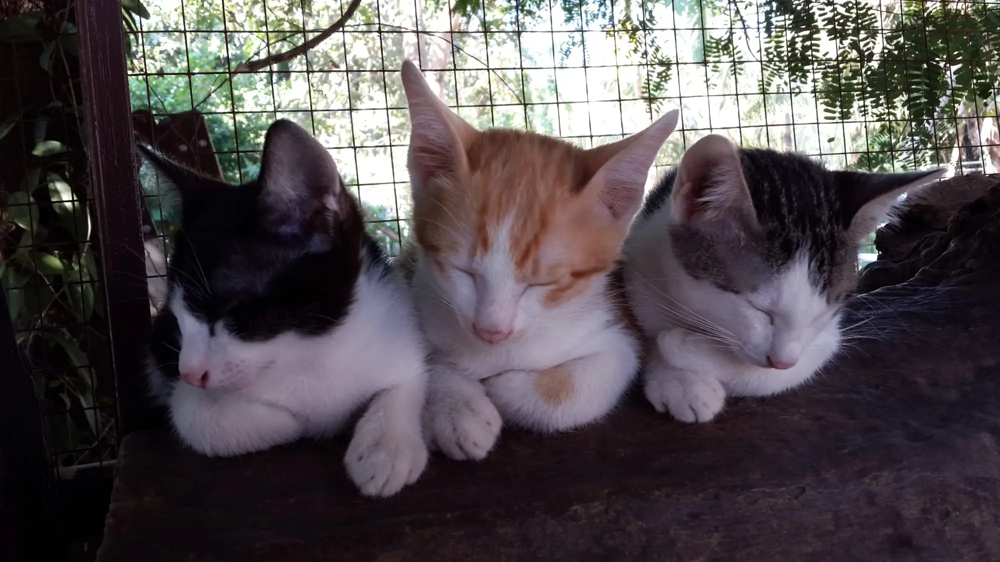 Gift's Family