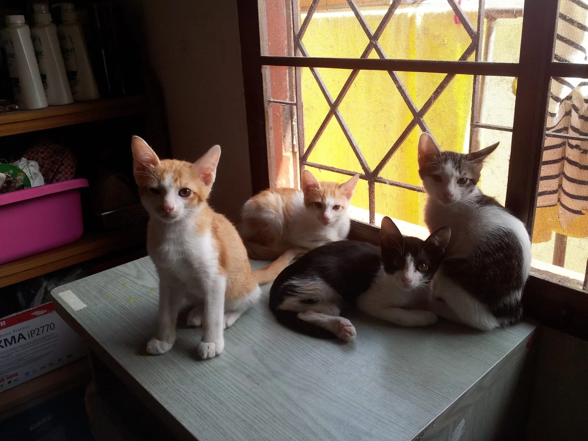 The kittens exploring the house