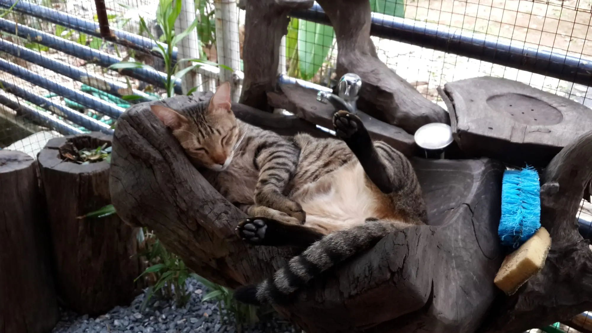 Tiger in 2014, lounging on a log