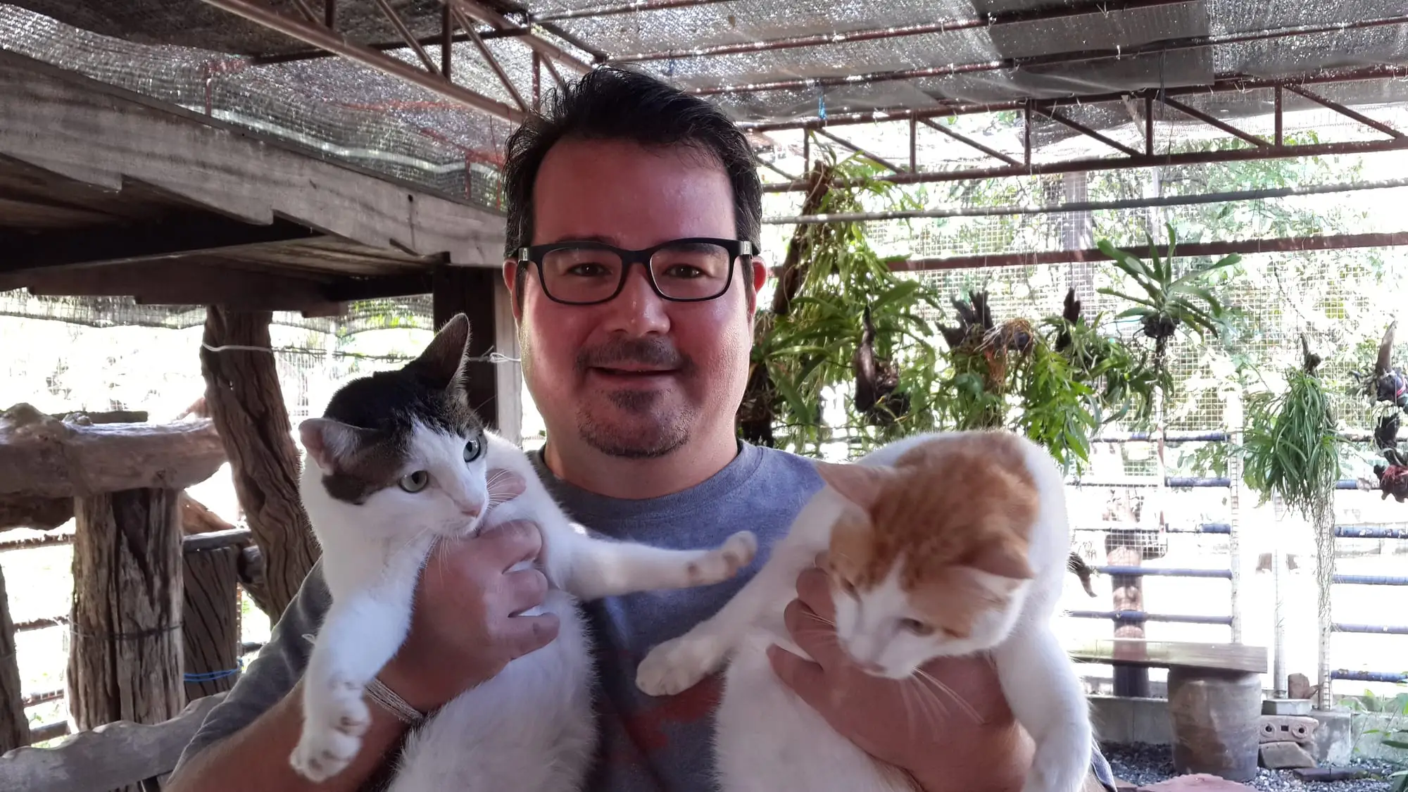 Tom with three of the grown kittens, December 2014