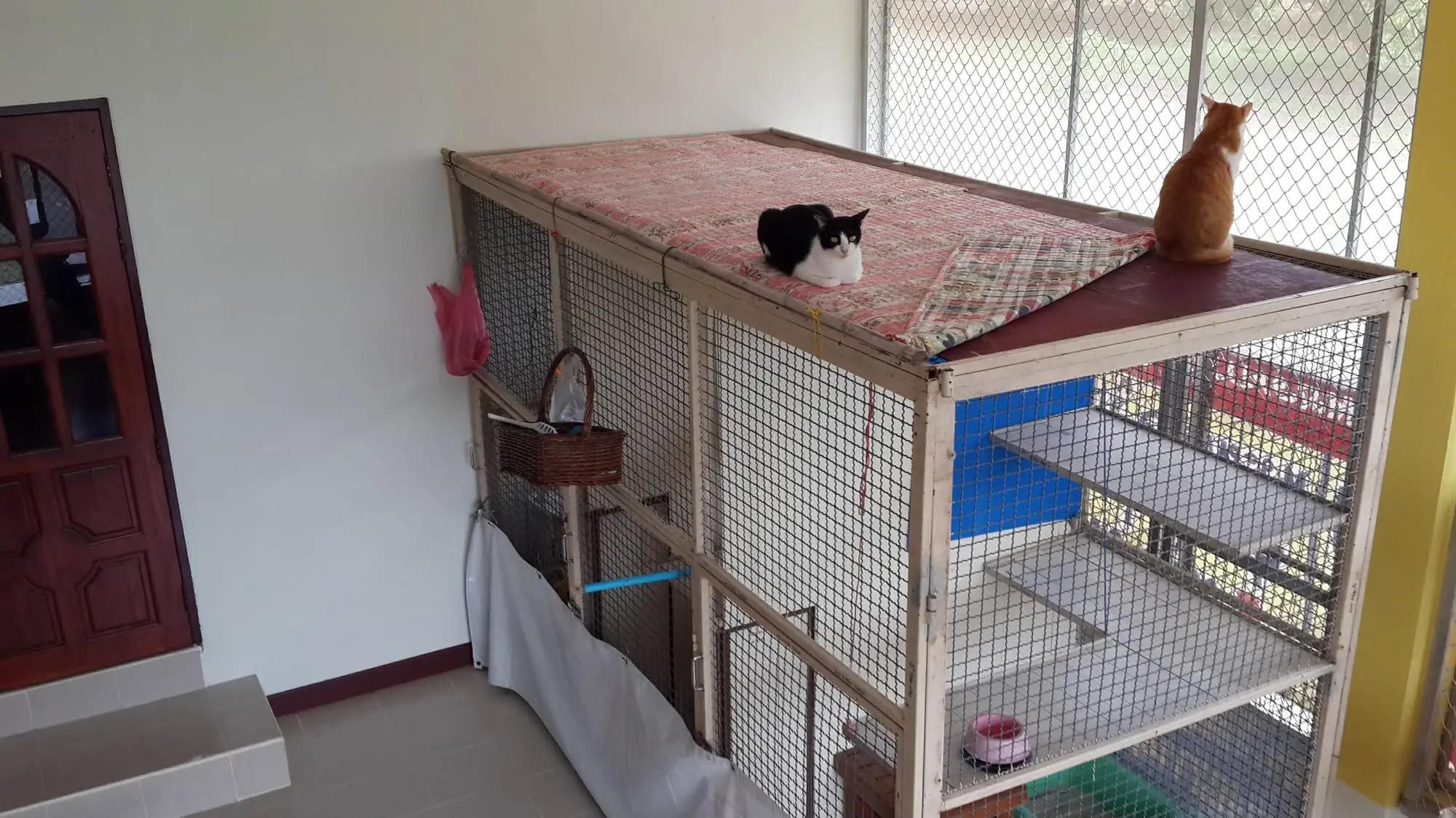 The raised cage with cats on top