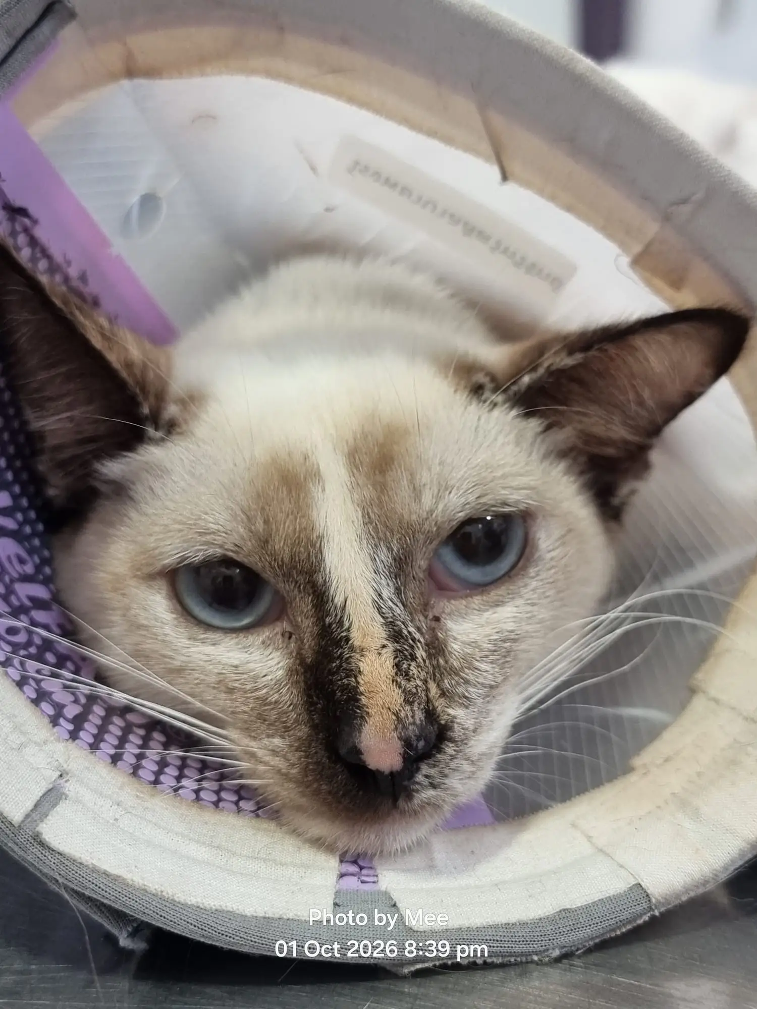 Lomloy on the clinic table on 1 October, a kitten in a plastic cone, blue eyes looking up