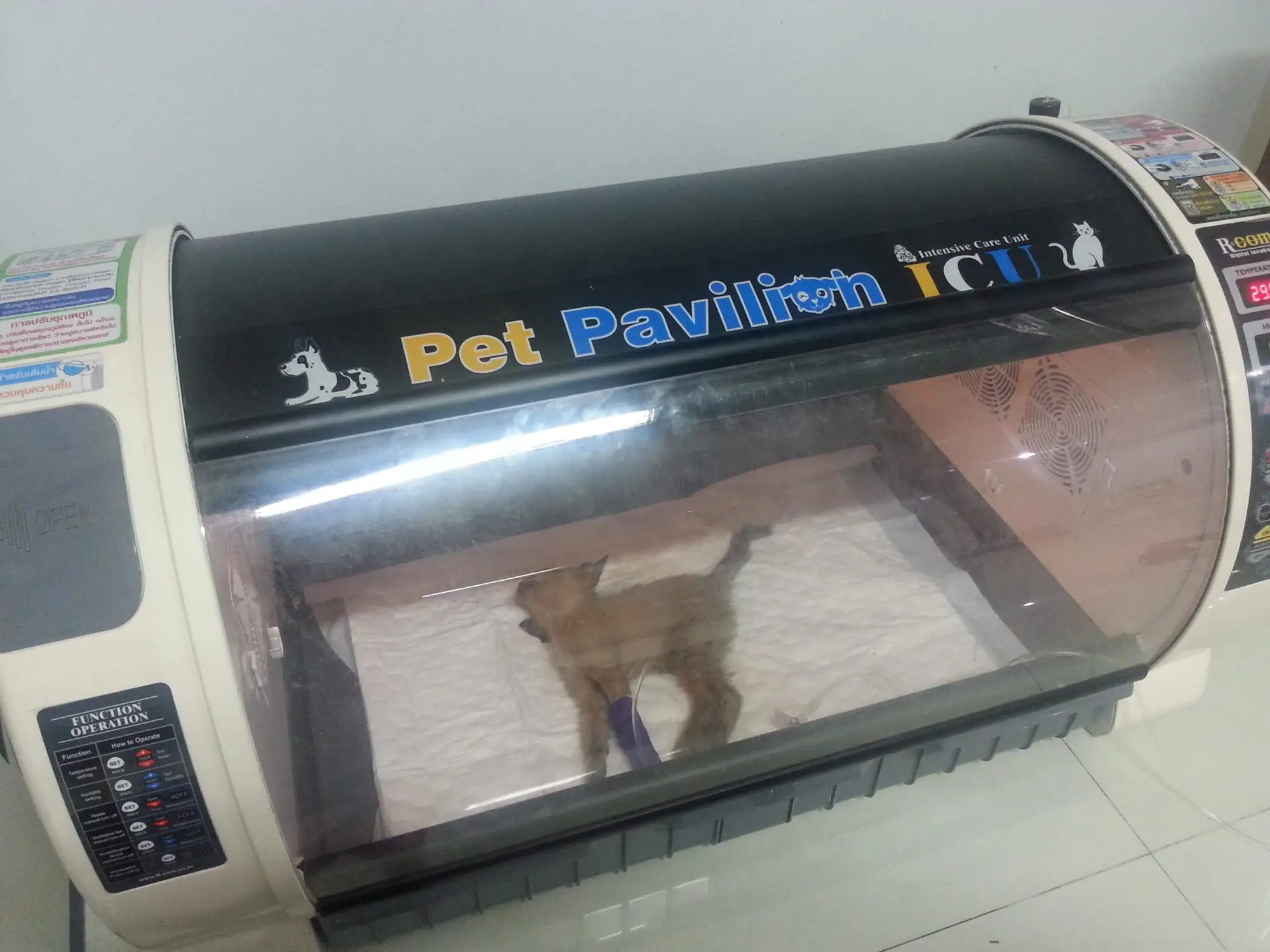 Lucky in the clinic's incubator