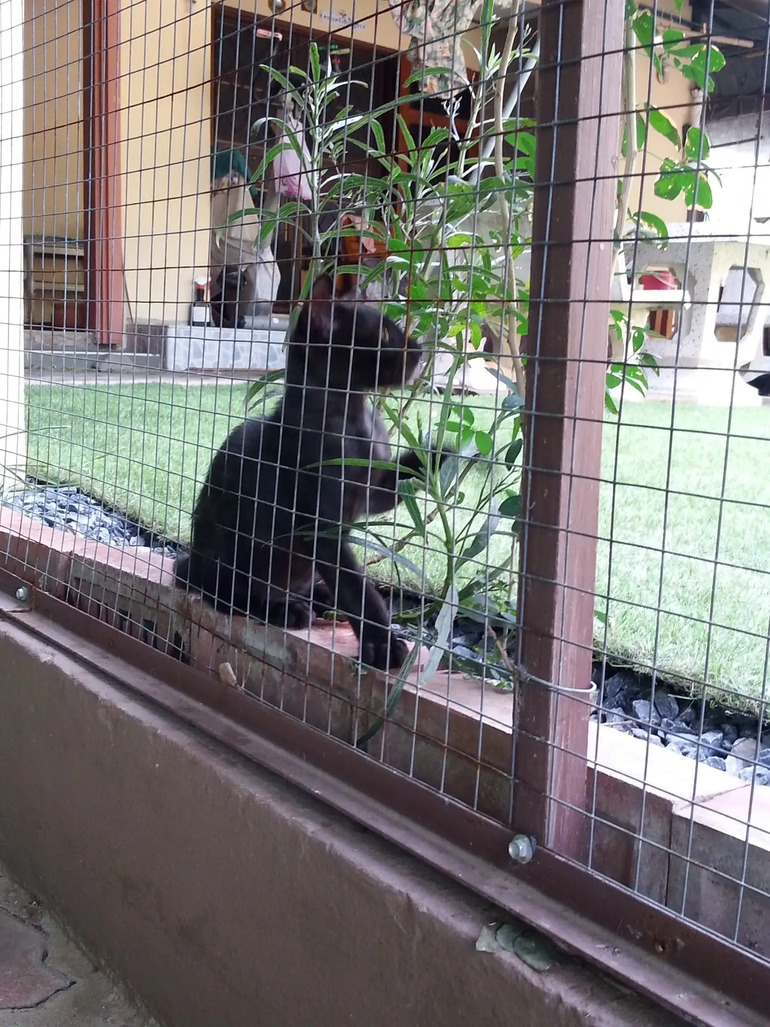 Manui at the Chiang Rai kennel