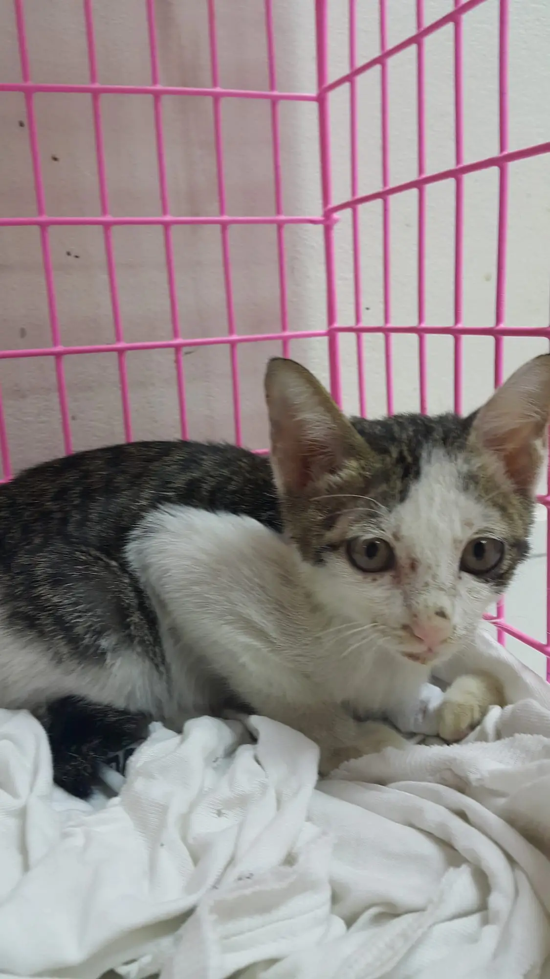 Snow in his clinic cage