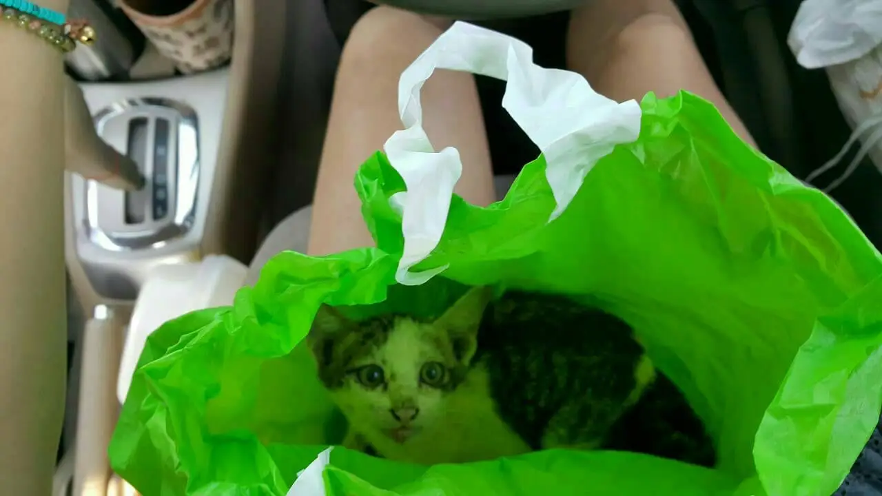 Snow on the day he was found, in a bag on the way to the vet