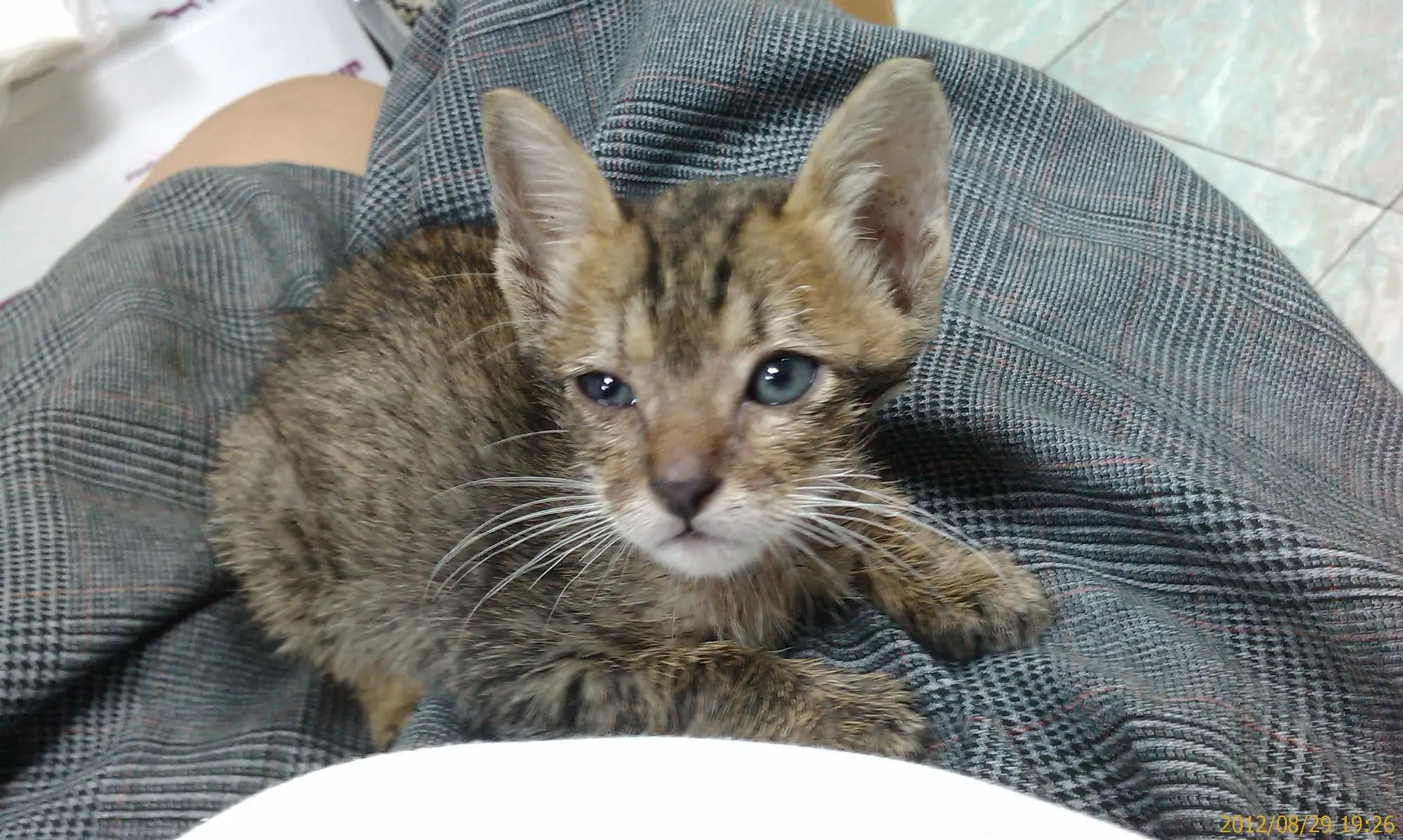 Tiger during his weeks in and out of the vet