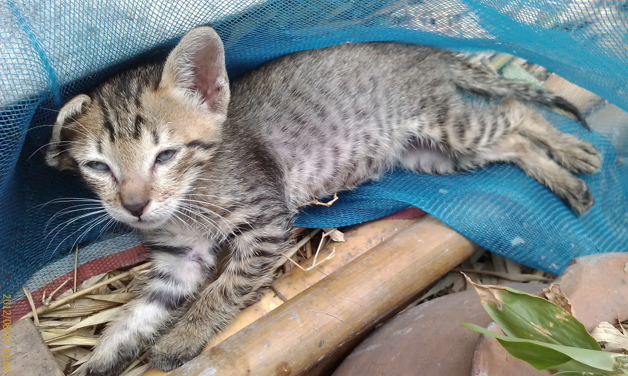 Tiger, dehydrated and weak