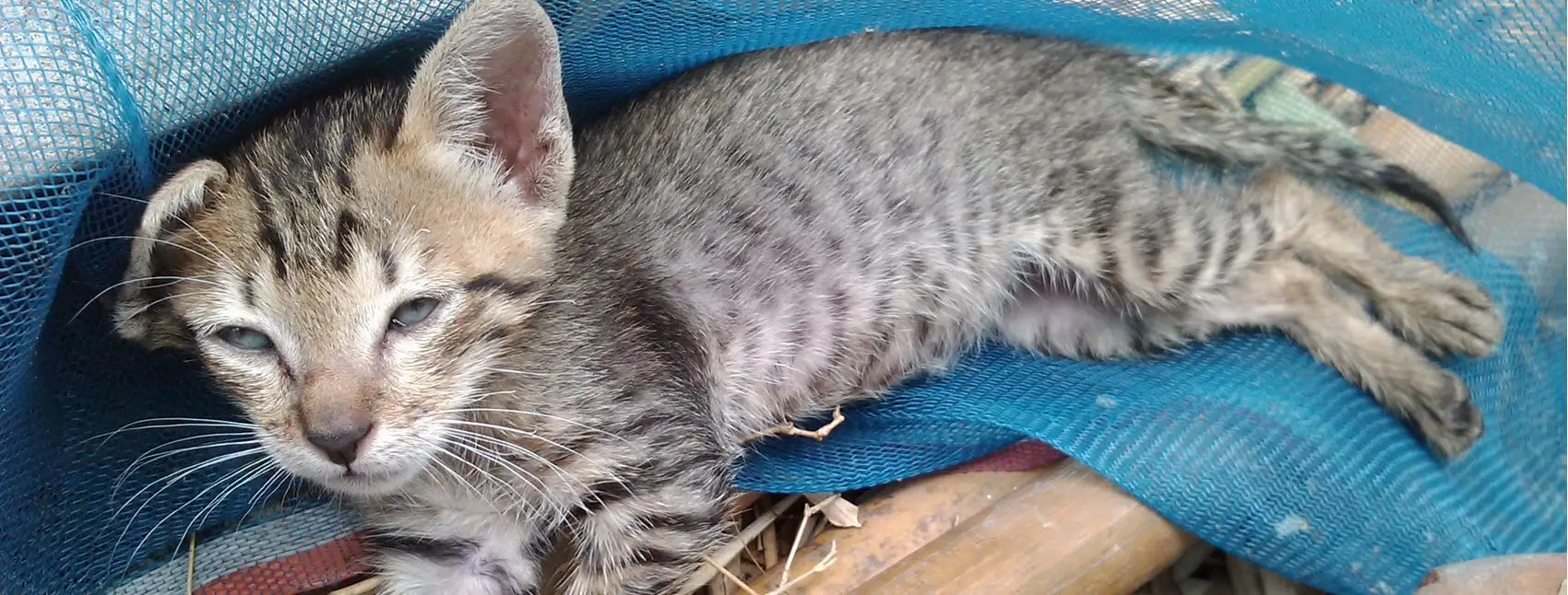 Tiger, very sick, at the vet