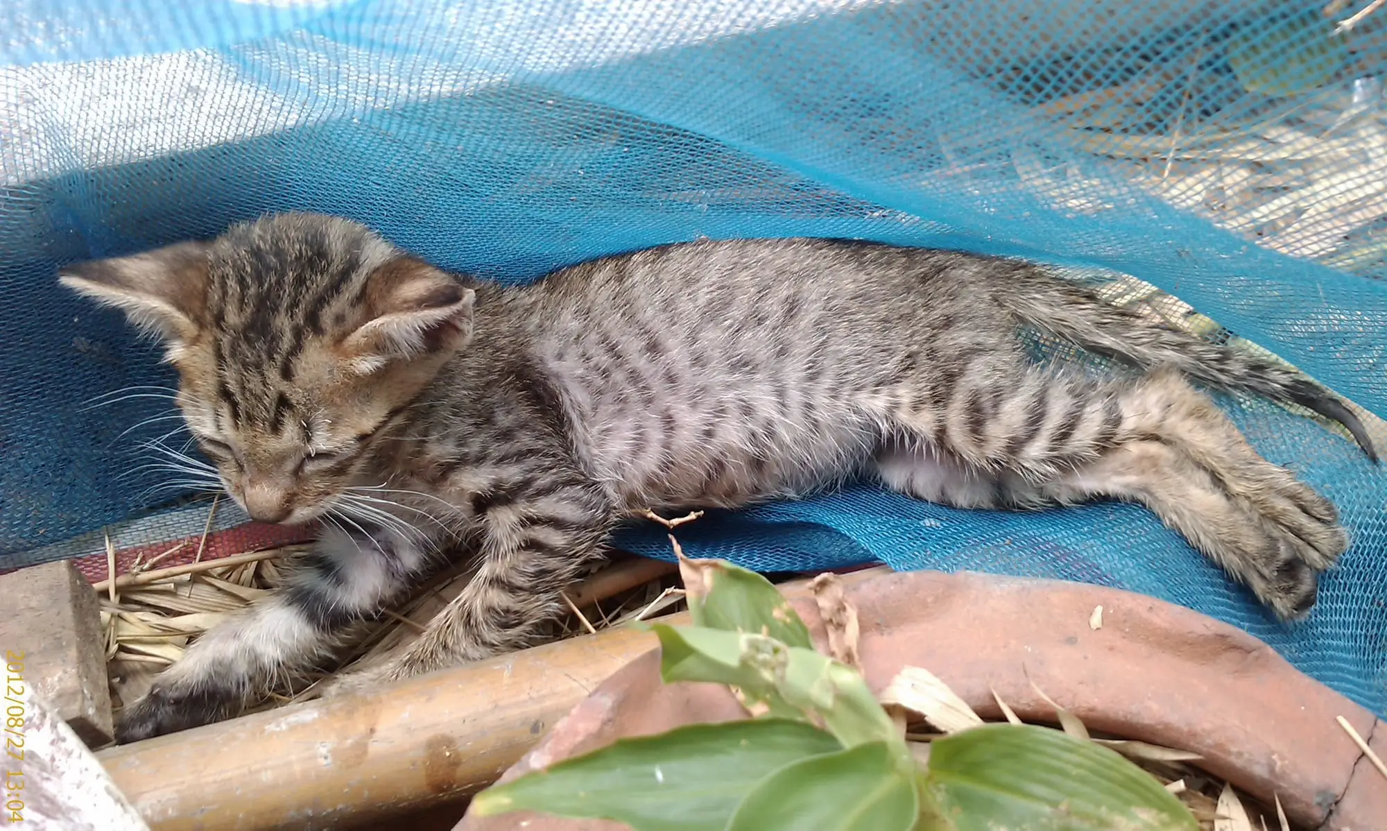 Tiger starting to recover